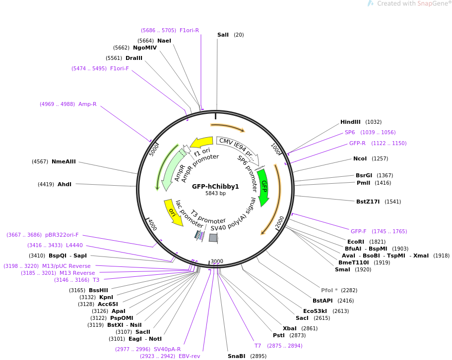 GFP-hChibby1载体图谱