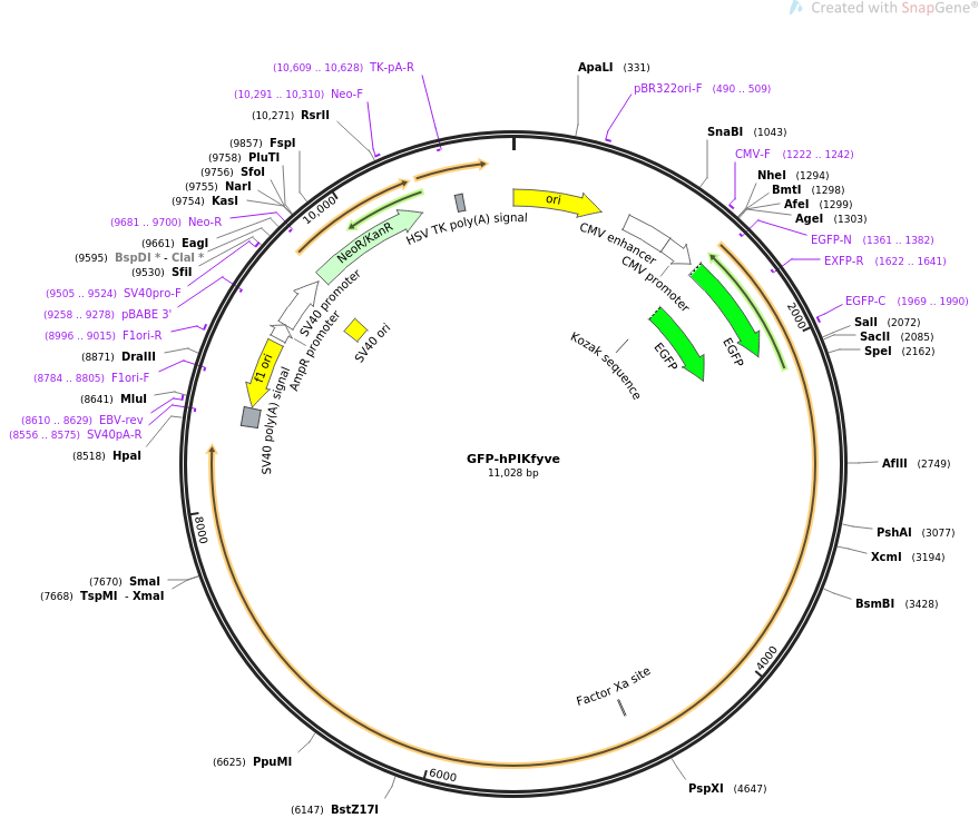 GFP-hPIKfyve质粒图谱