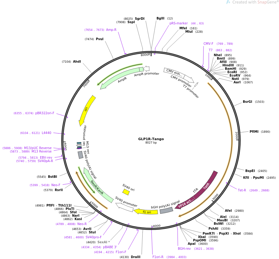 GLP1R-Tango质粒图谱