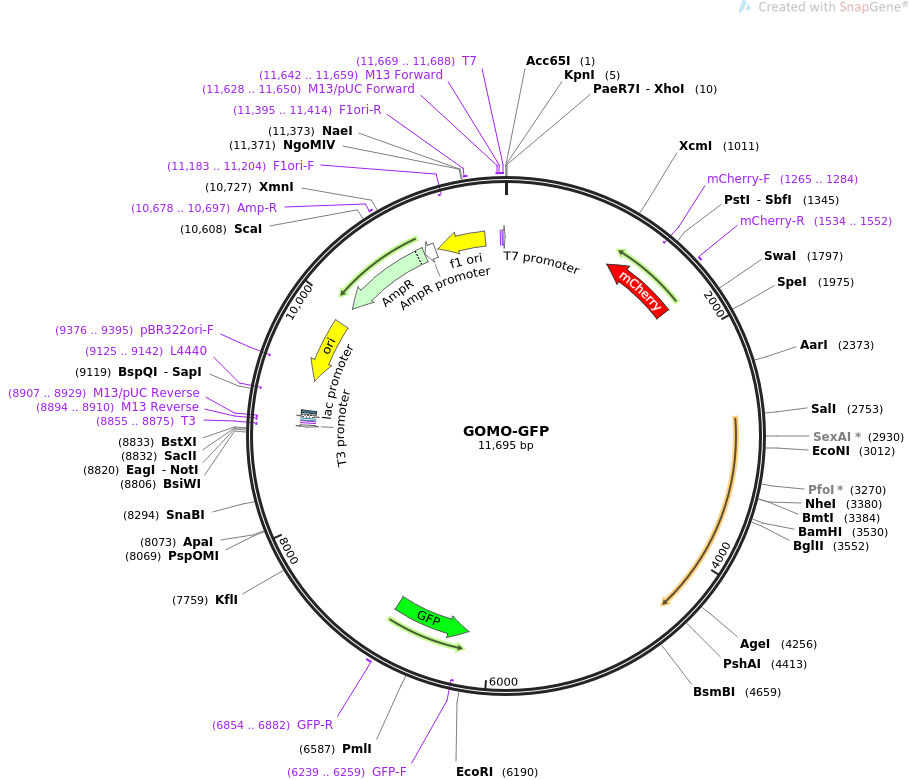 GOMO-GFP质粒图谱