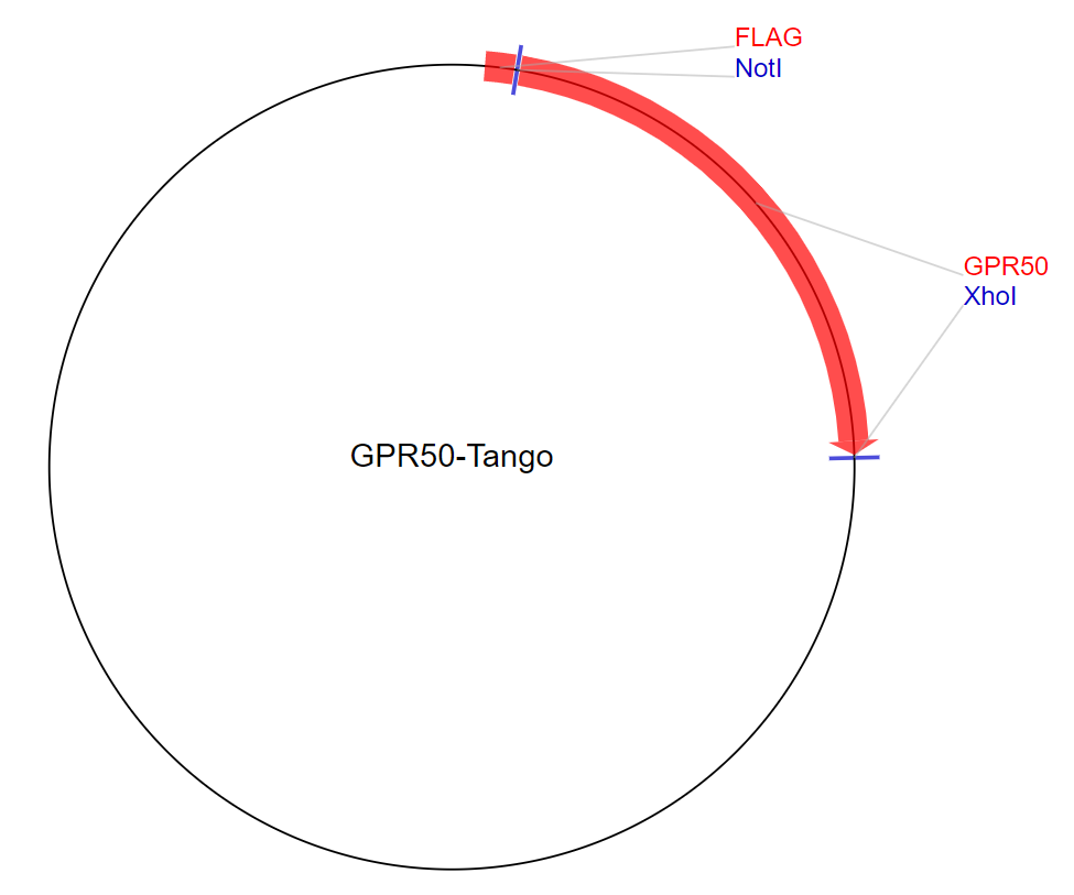 GPR50-Tango质粒图谱