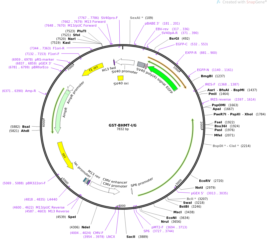 GST-BHMT-IG质粒图谱