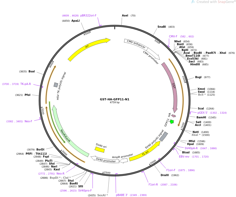 GST-HA-GFP11-N1质粒图谱