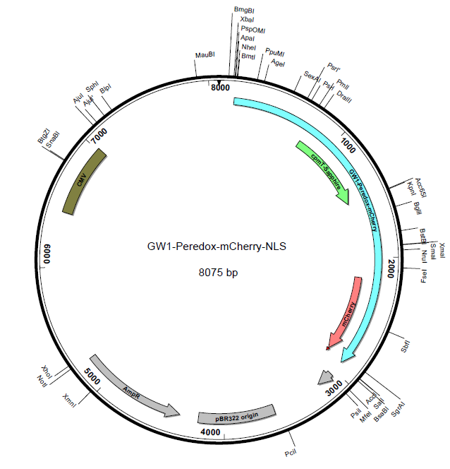 GW1-Peredox-mCherry-NLS载体图谱