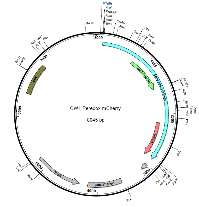 GW1-Peredox-mCherry载体图谱