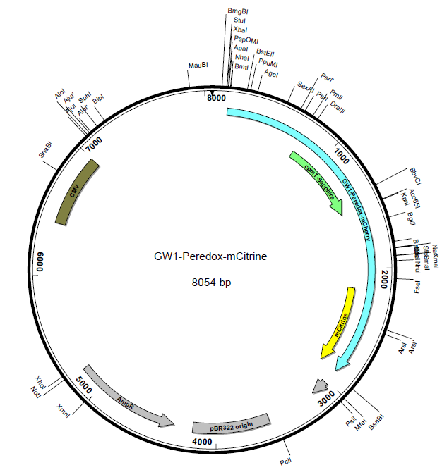GW1-Peredox-mCitrine载体图谱