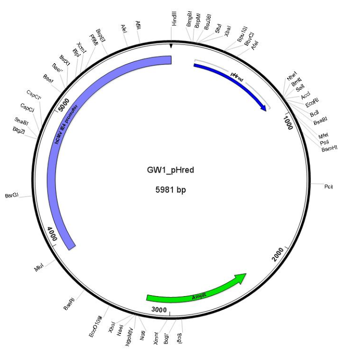 GW1-pHRed载体图谱