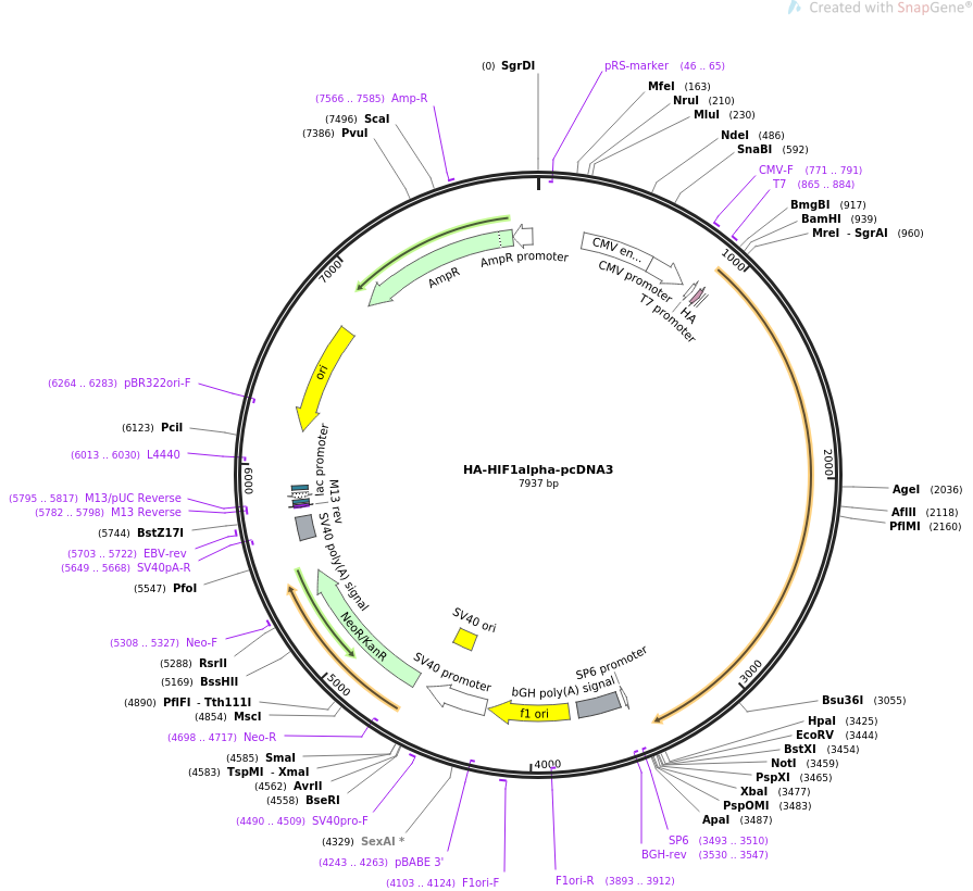 HA-HIF1alpha-pcDNA3载体图谱