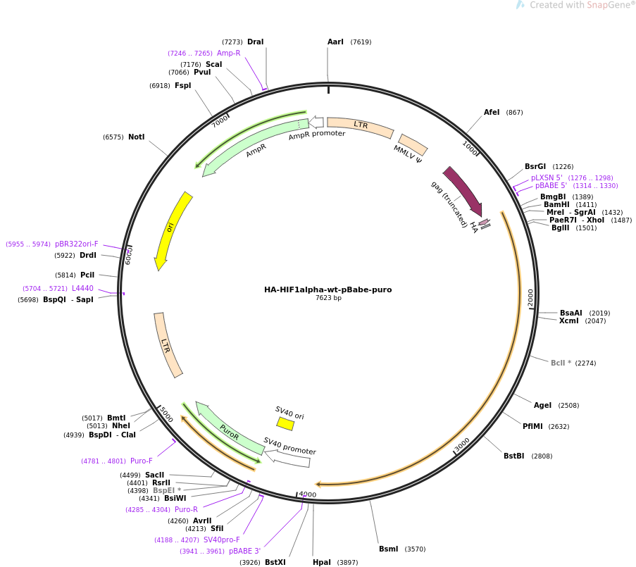 HA-HIF1alpha-wt-pBabe-puro质粒图谱