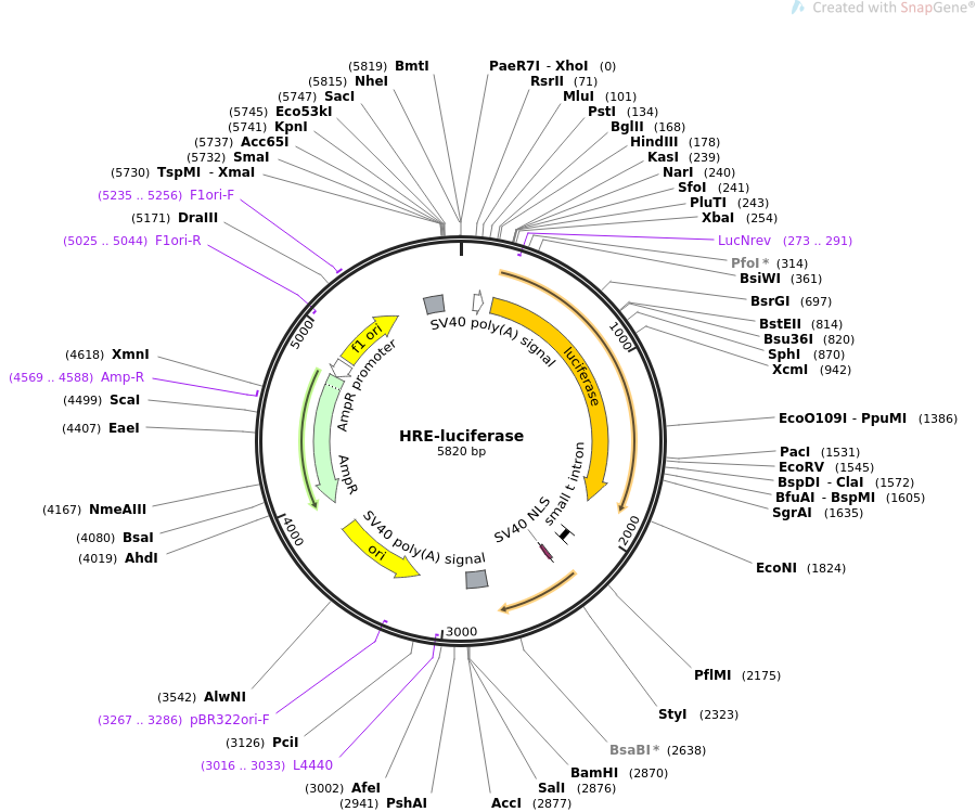 HRE-luciferase质粒图谱