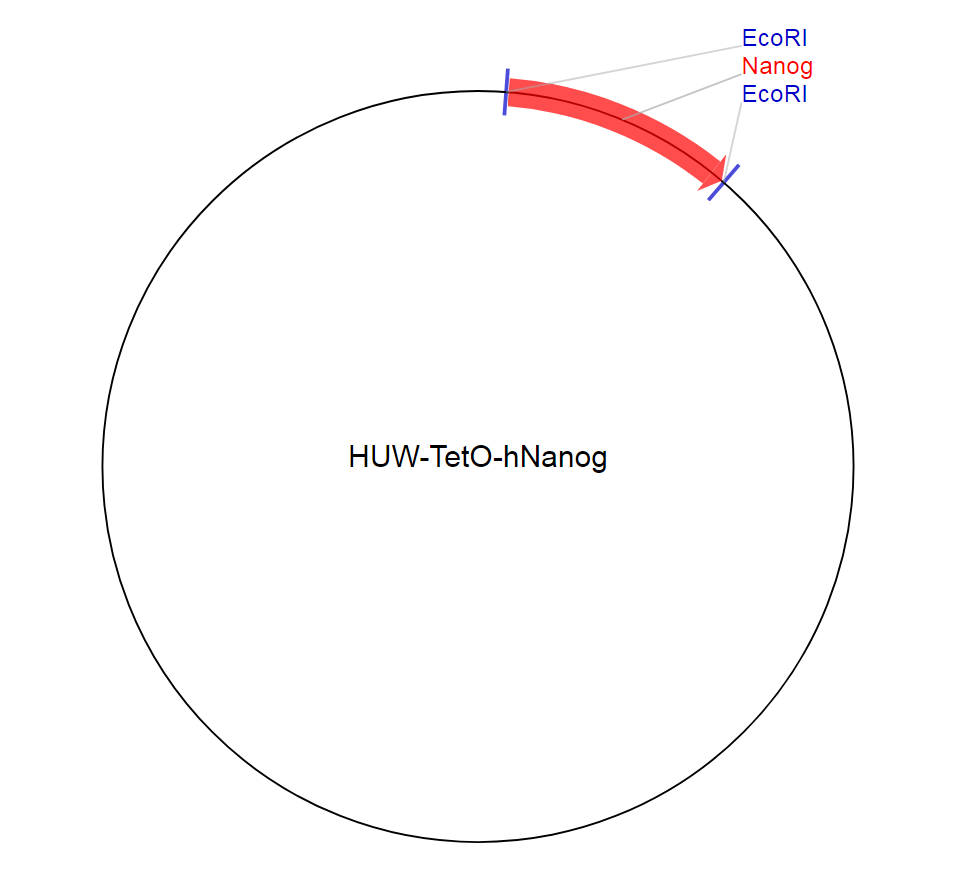 HUW-TetO-hNanog质粒图谱