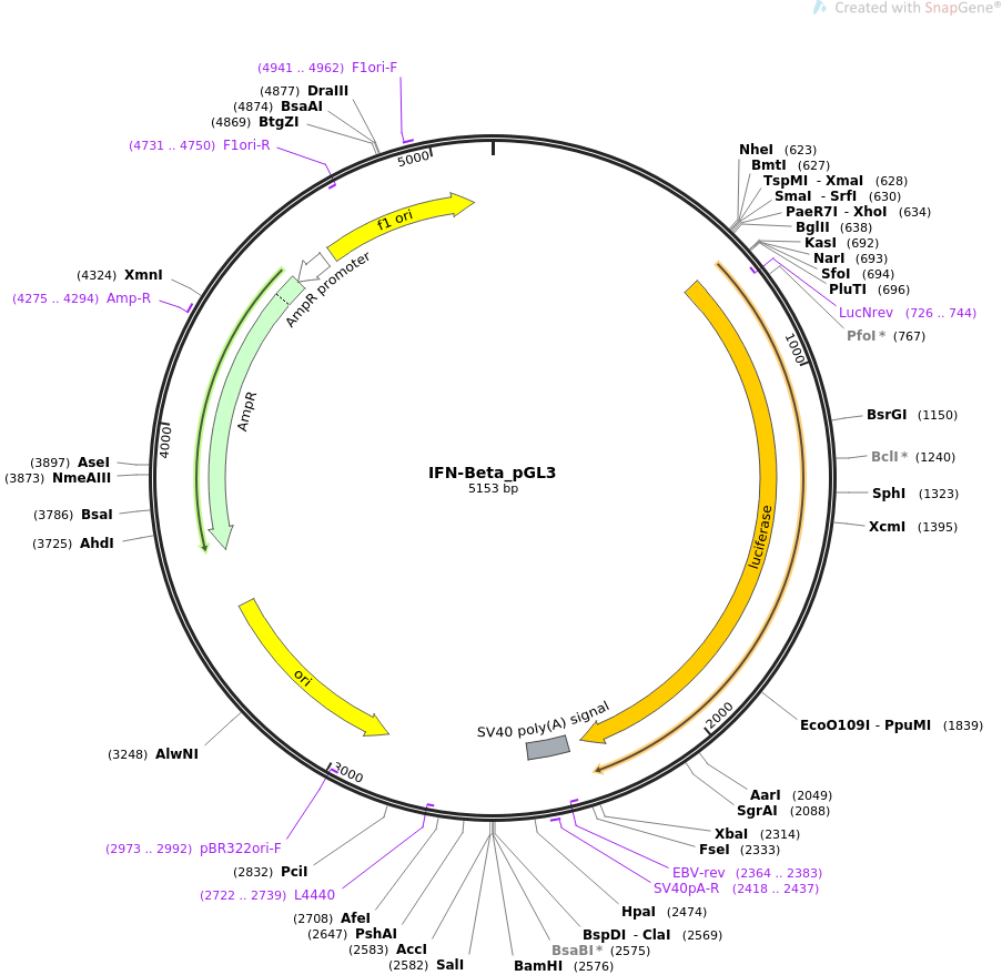 IFN-Beta_pGL3质粒图谱
