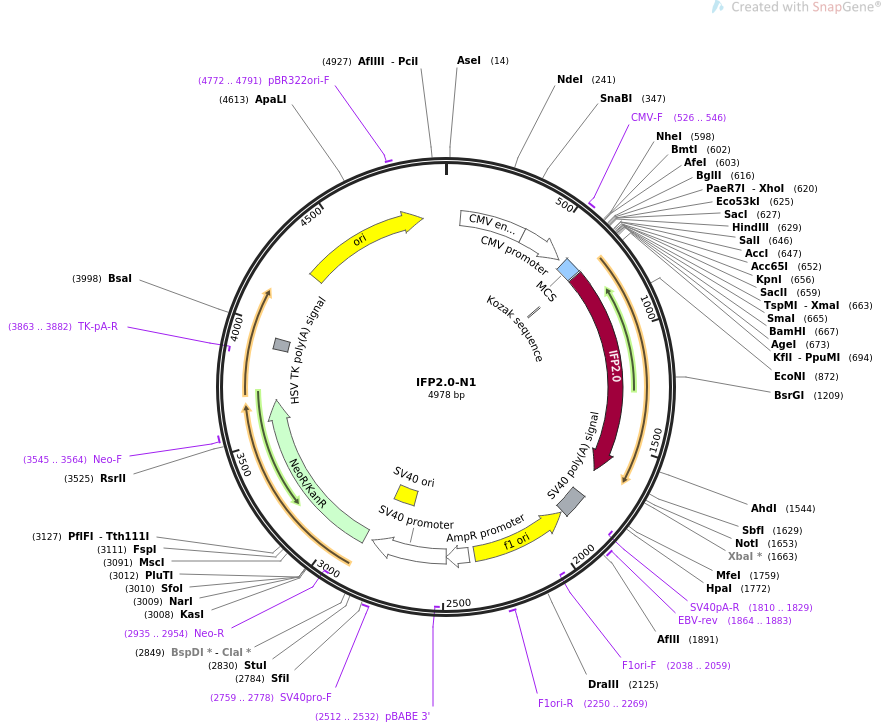 IFP2.0-N1质粒图谱