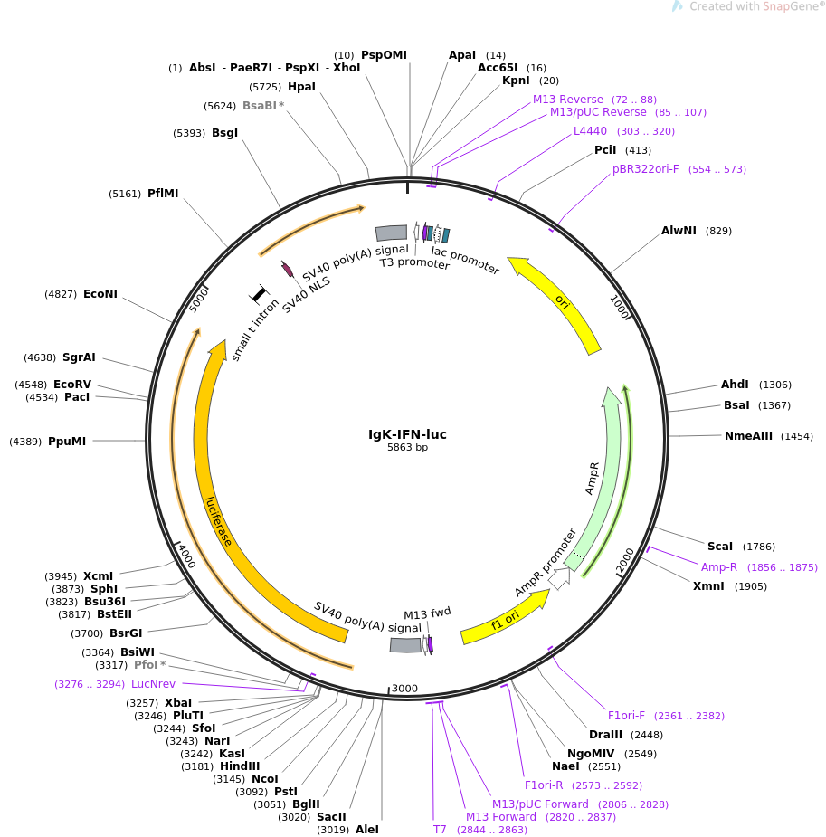 IgK-IFN-luc质粒图谱