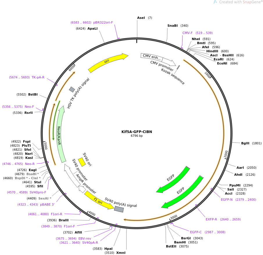 Kif5A-GFP-CIBN质粒图谱