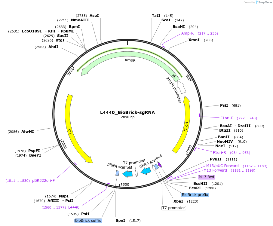 L4440_BioBrick-sgRNA载体图谱