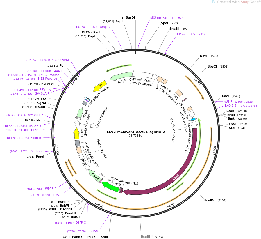 LCV2_mClover3_AAVS1_sgRNA_2质粒图谱
