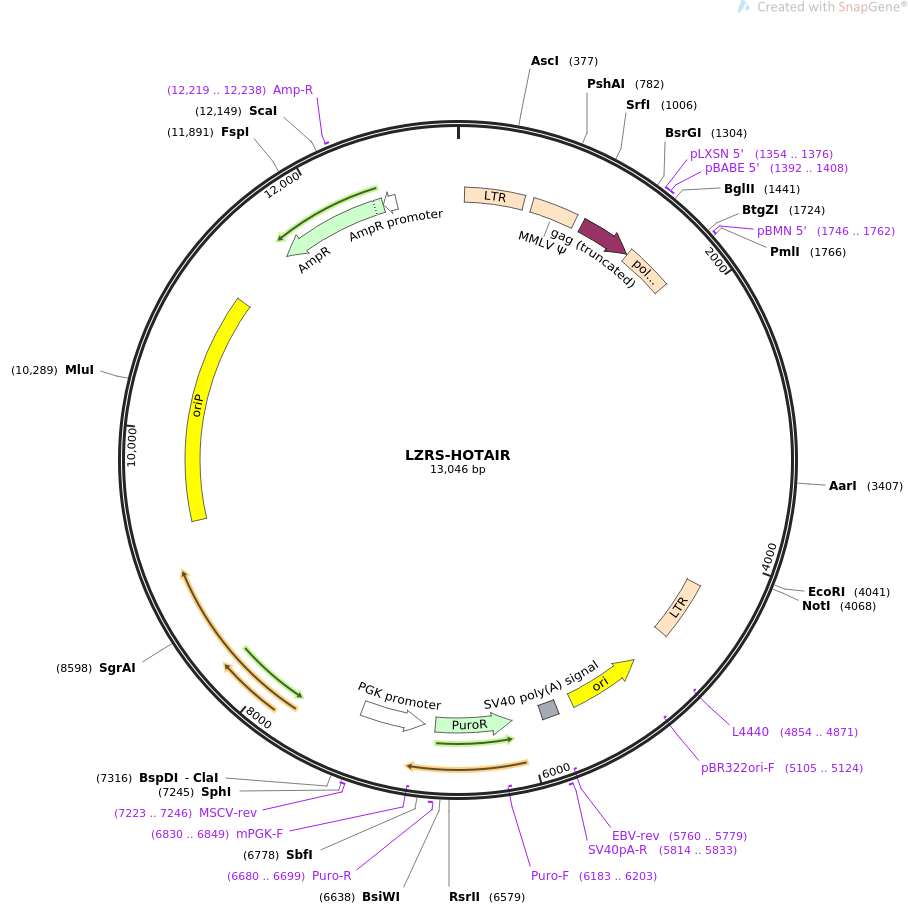 LZRS-HOTAIR质粒图谱
