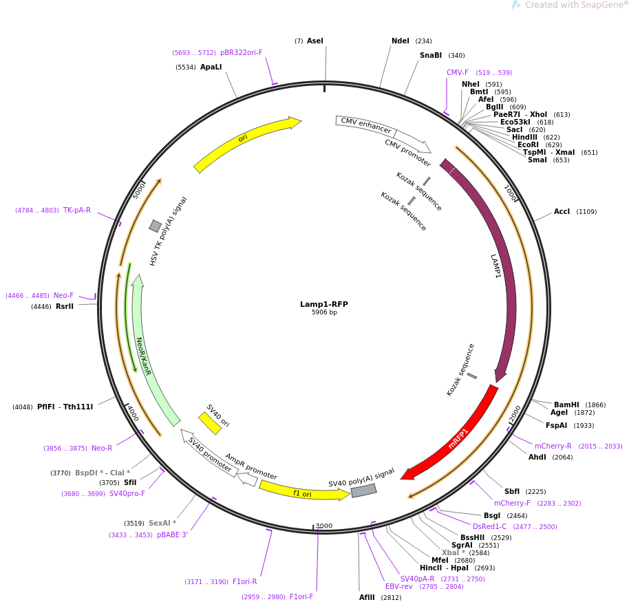 Lamp1-RFP质粒图谱