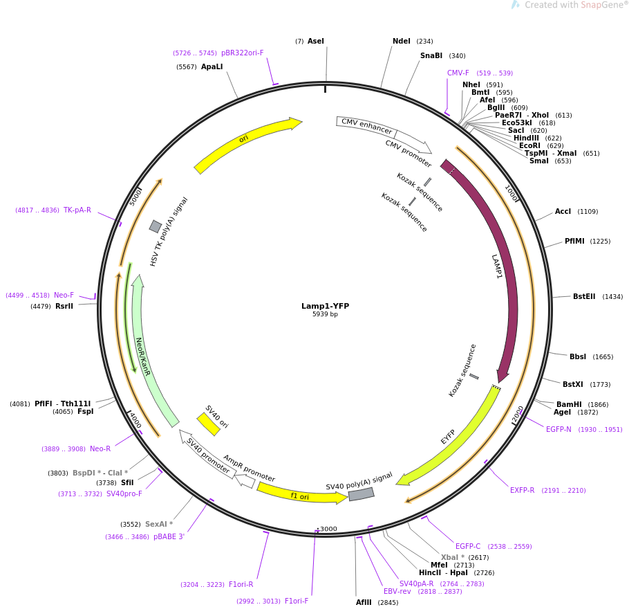 Lamp1-YFP质粒图谱