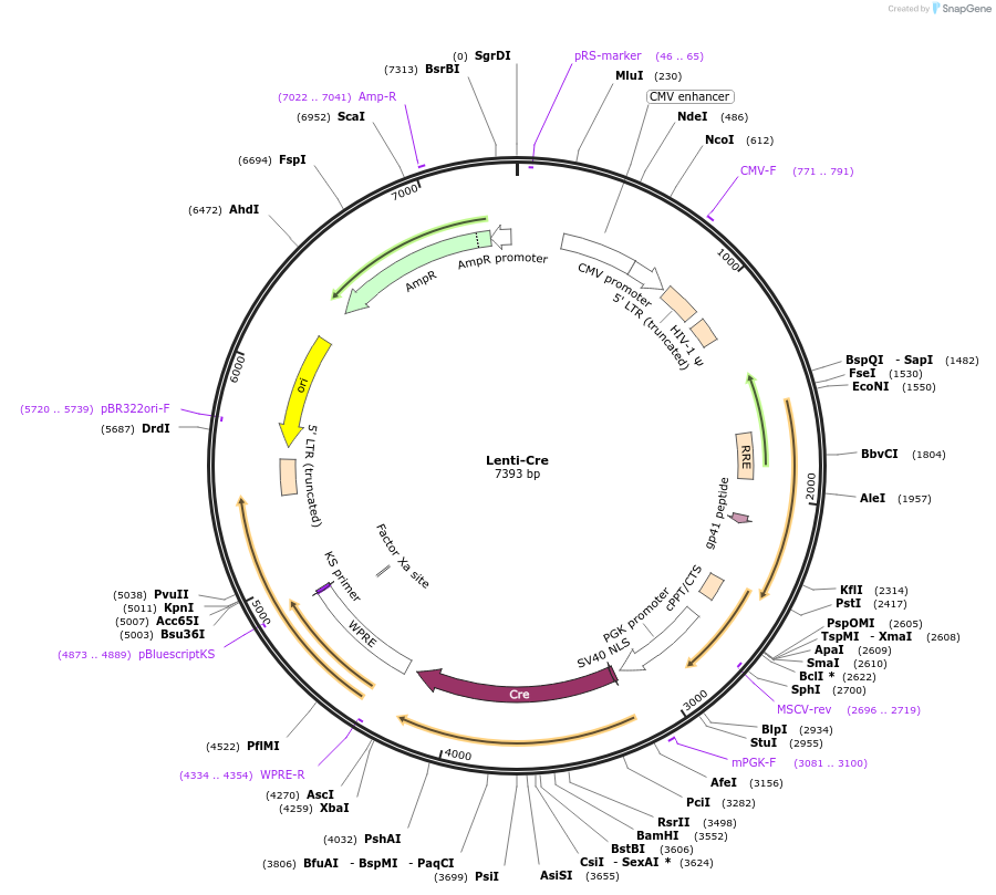 Lenti-Cre载体图谱