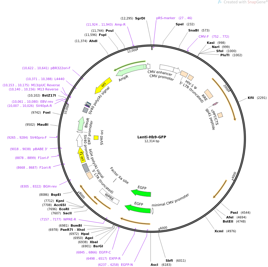Lenti-Hb9-GFP载体图谱