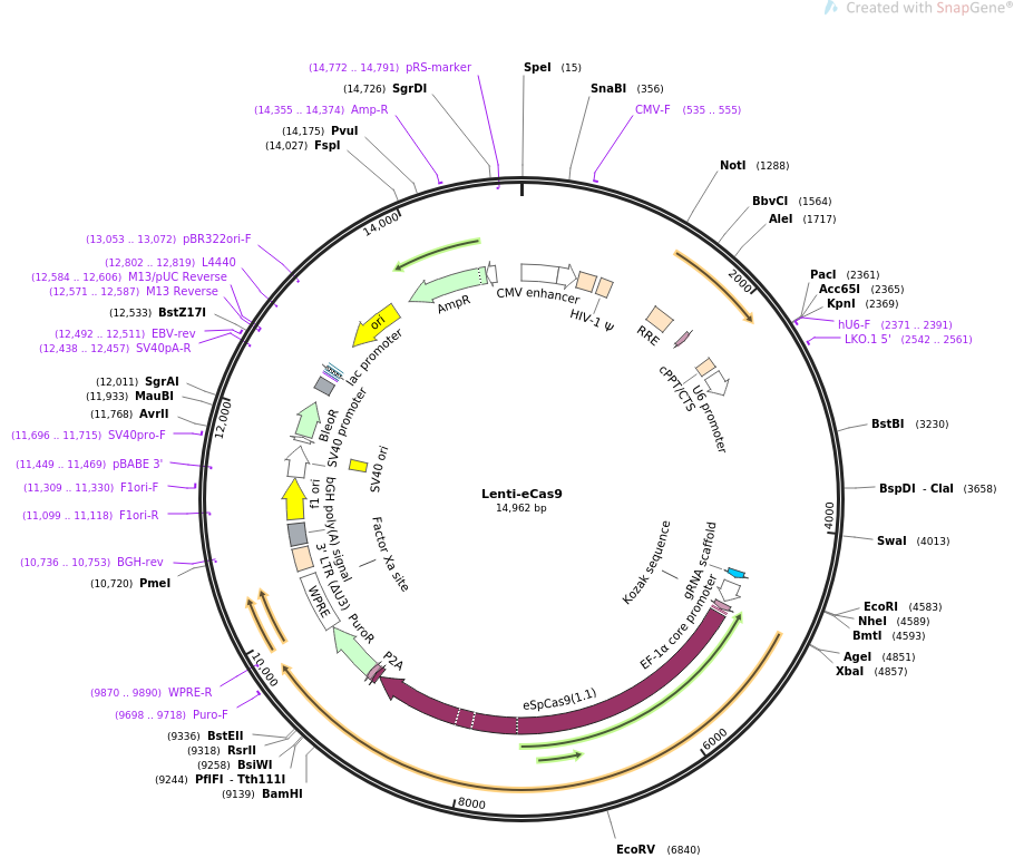 Lenti-eCas9质粒图谱