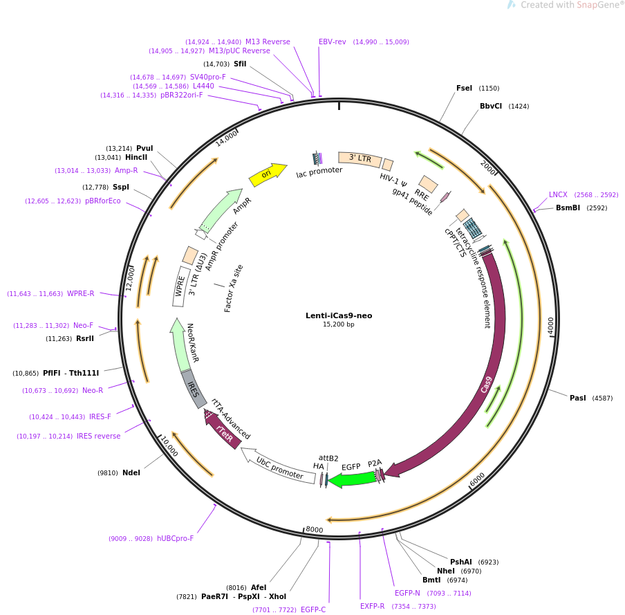 Lenti-iCas9-neo载体图谱
