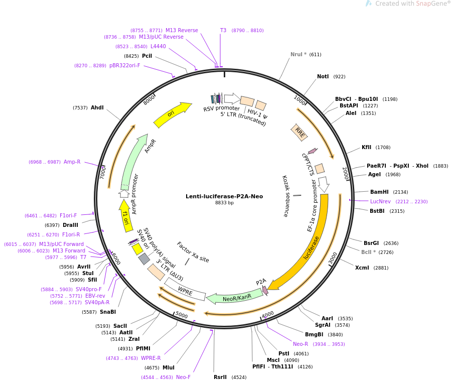 Lenti-luciferase-P2A-Neo质粒图谱