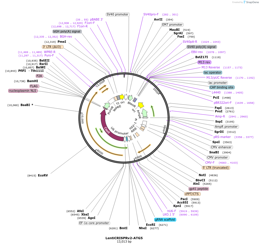 LentiCRISPRv2-ATG5载体图谱