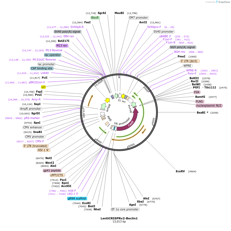 LentiCRISPRv2-Beclin1载体图谱