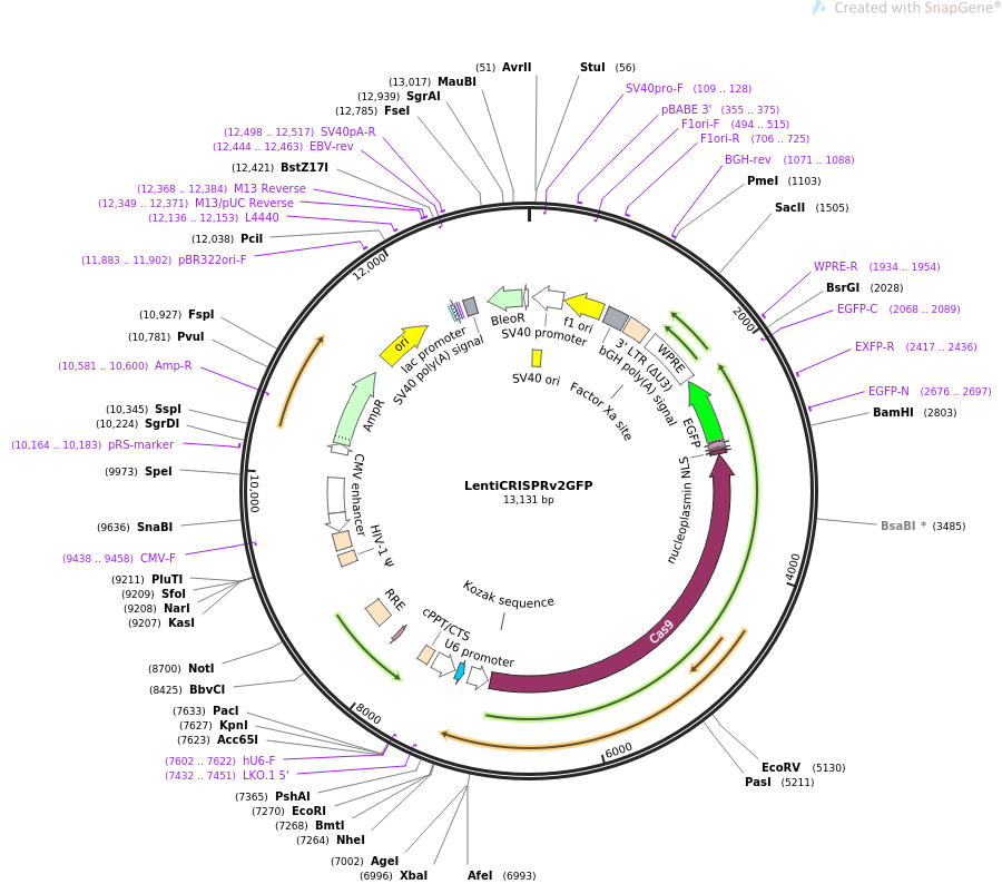 LentiCRISPRv2GFP质粒图谱