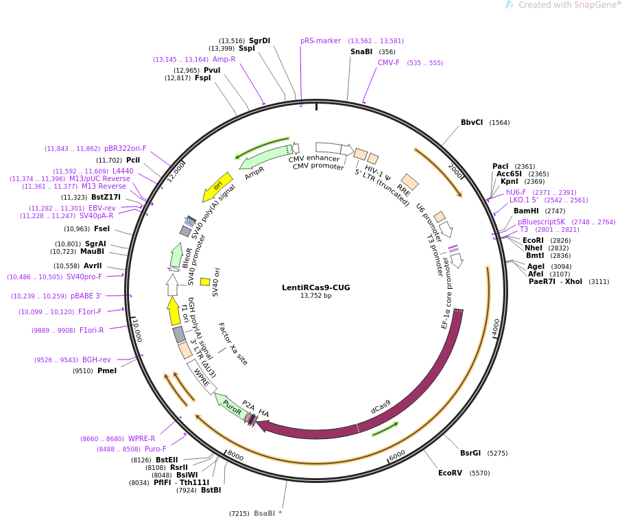 LentiRCas9-CUG质粒图谱