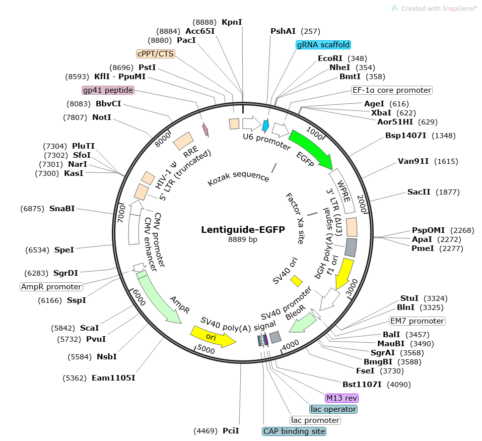 LentiGuide-EGFP载体图谱