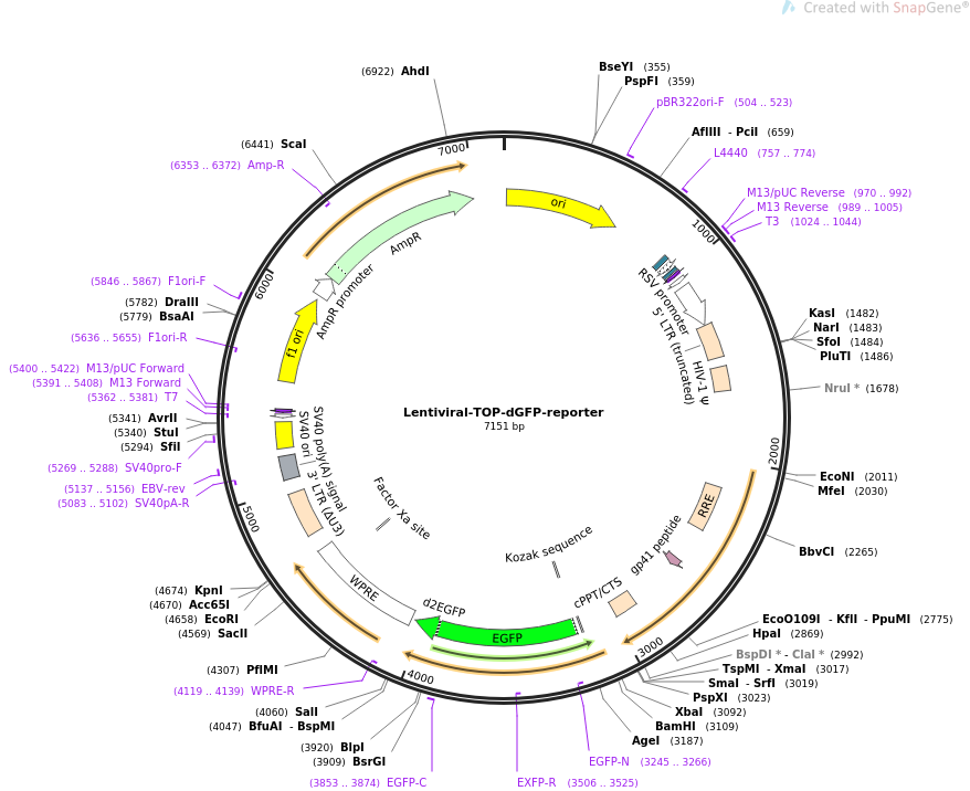 Lentiviral-TOP-dGFP-reporter质粒图谱