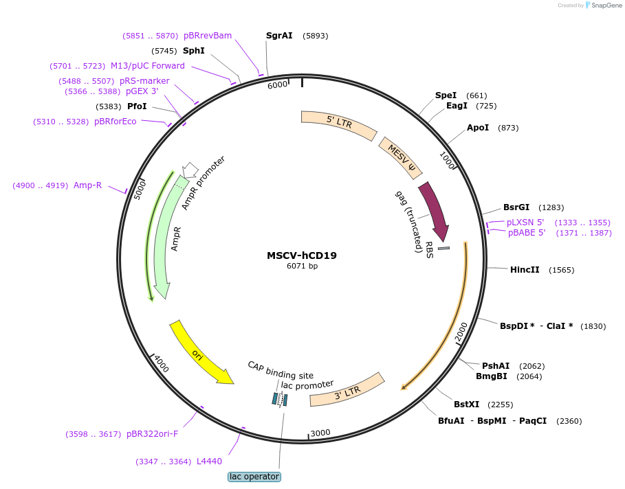 MSCV-hCD19载体图谱