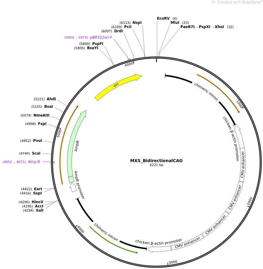 MXS_BidirectionalCAG质粒图谱