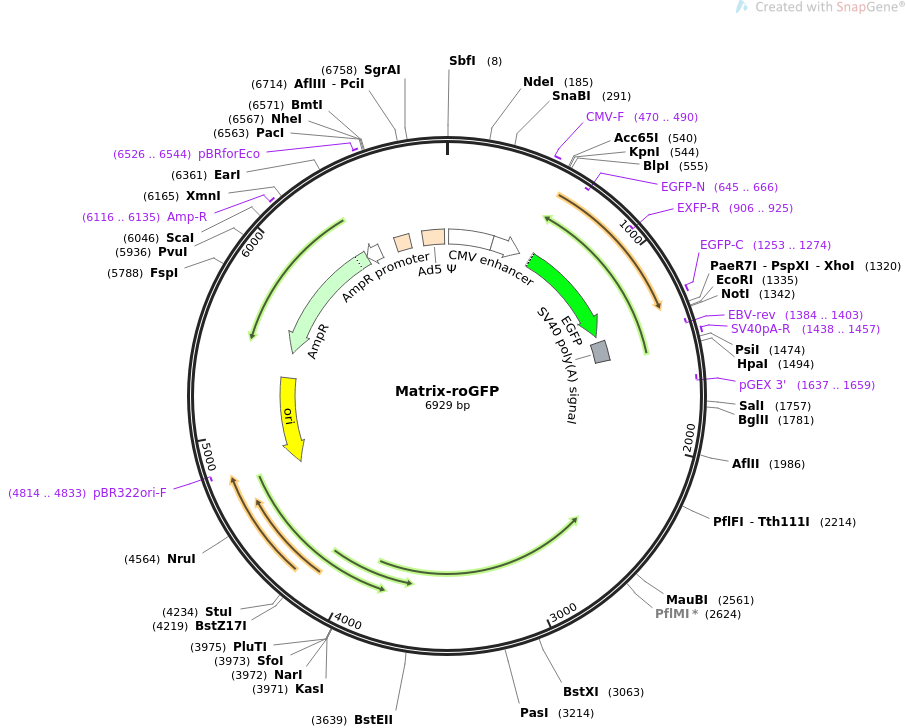 Matrix-roGFP质粒图谱