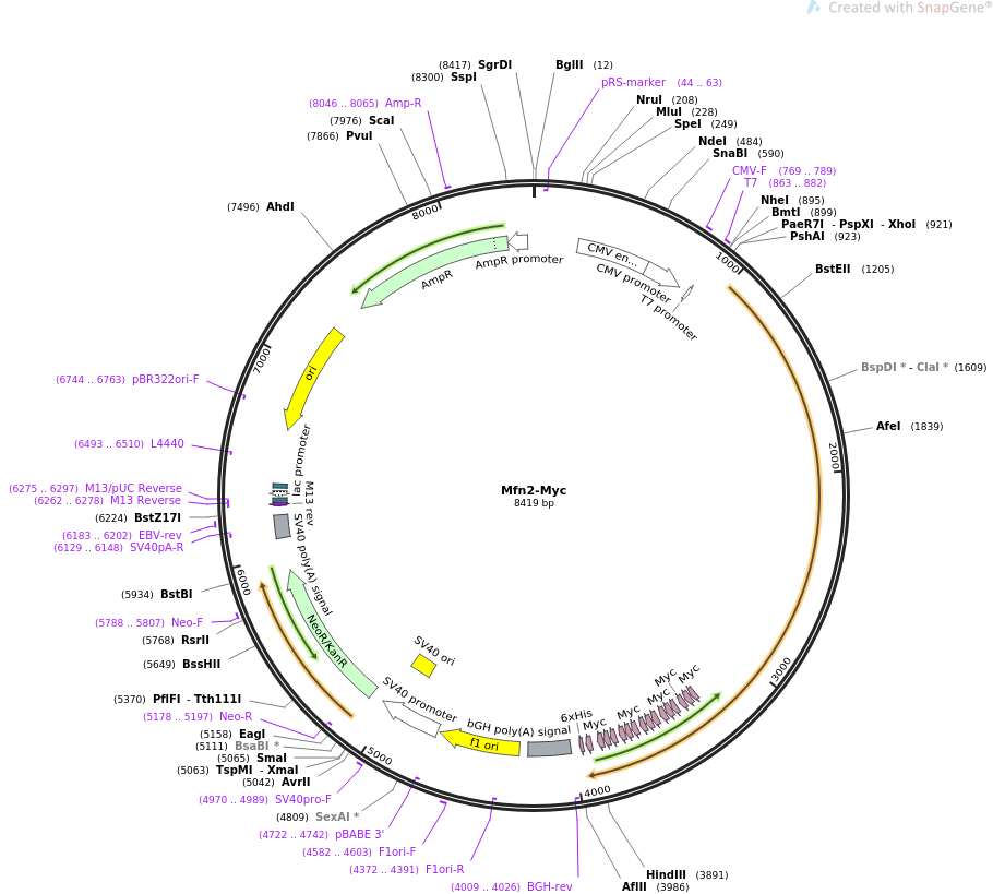 Mfn2-Myc质粒图谱