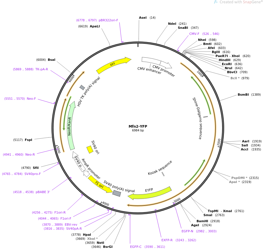 Mfn2-YFP质粒图谱