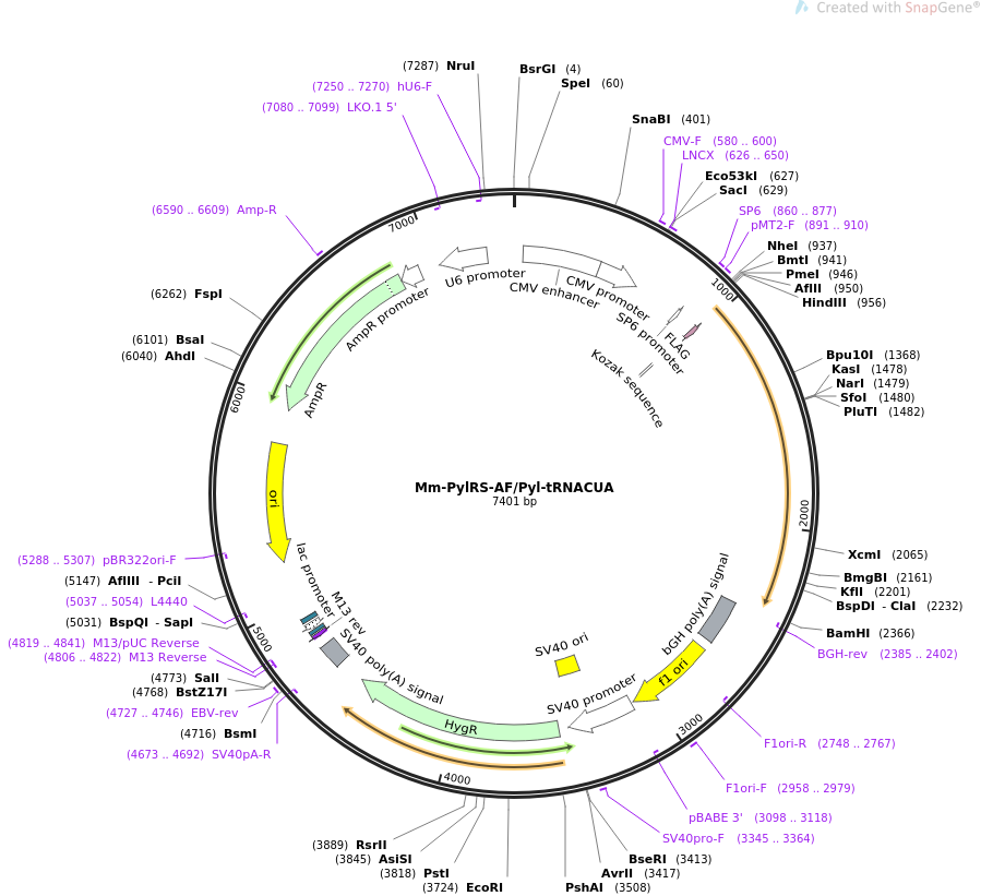 Mm-PylRS-AFPyl-tRNACUA质粒图谱