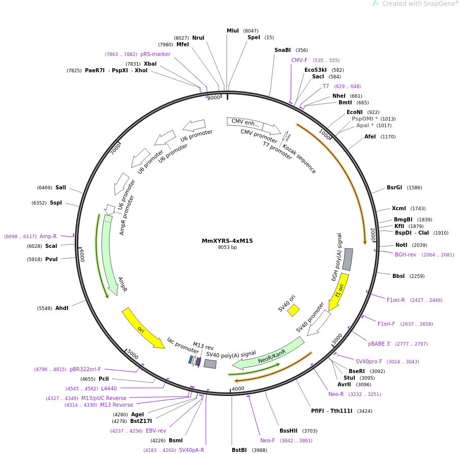 MmXYRS-4xM15质粒图谱