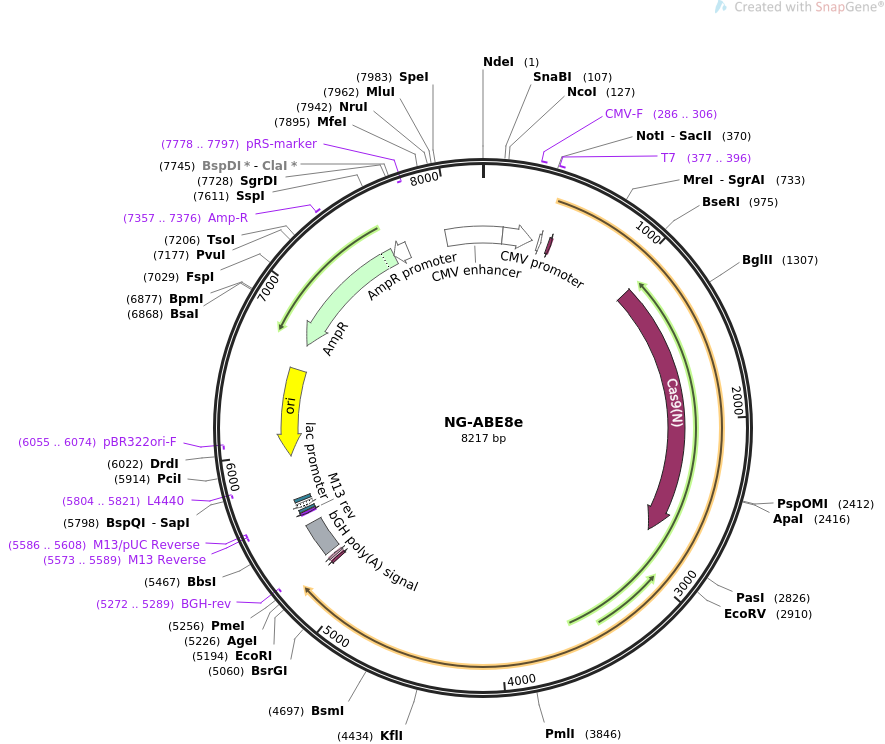 NG-ABE8e载体图谱
