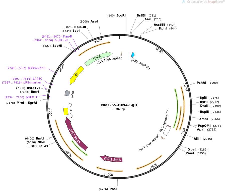 NM1-5S-tRNA-SgH质粒图谱