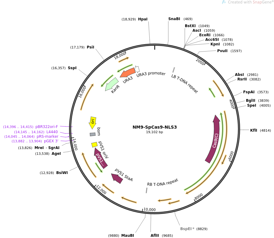 NM9-SpCas9-NLS3质粒图谱