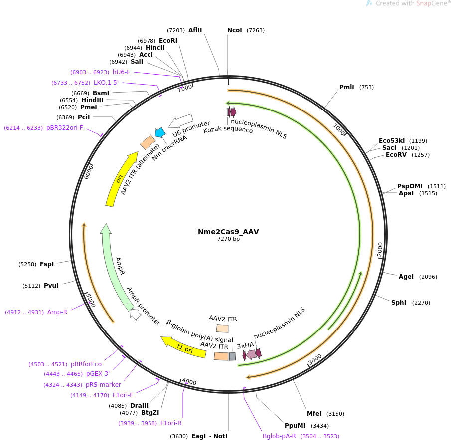 Nme2Cas9_AAV质粒图谱