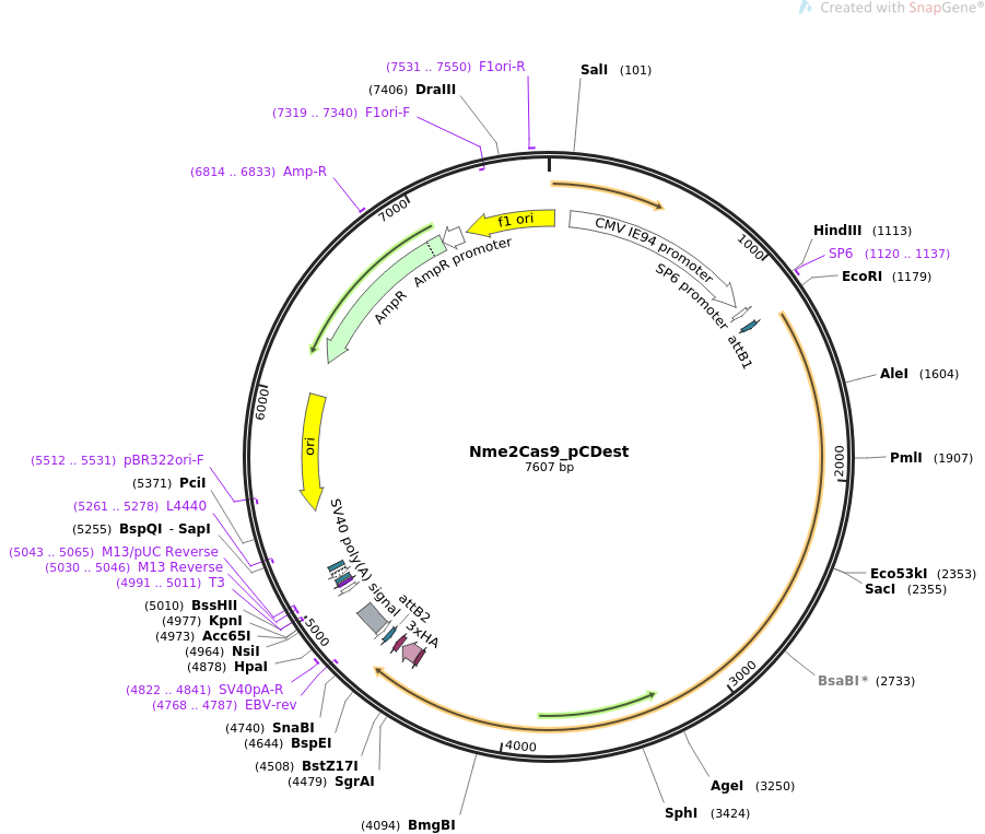 Nme2Cas9_pCDest质粒图谱