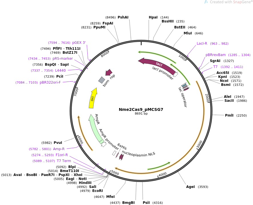 Nme2Cas9_pMCSG7质粒图谱