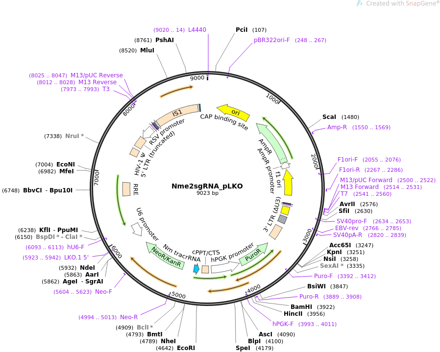 Nme2sgRNA_pLKO质粒图谱