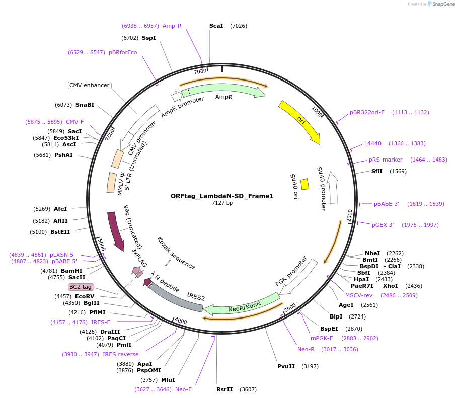 ORFtag_LambdaN-SD_Frame1载体图谱